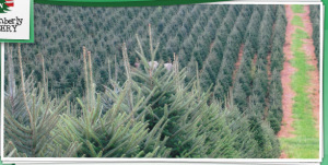 nc christmas tree farms GbQK